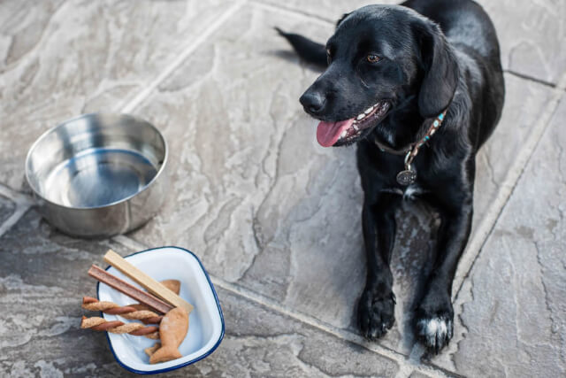 Black Labrador dog eating a treat at Blue Tomato Cafe in Rock, Cornwall.