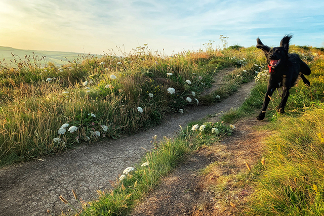 Dog running along the south west coast path.