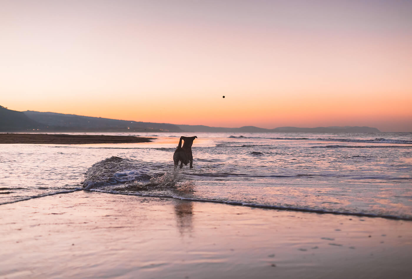benefits of making your holiday let dog friendly - dog running for a ball into the sea at sunset.