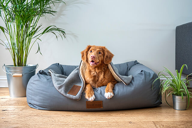 dog in bed in a dog friendly holiday let