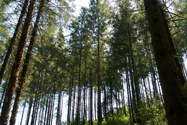 Looking up at the sky through tall, thin trees at Cardinham Woods