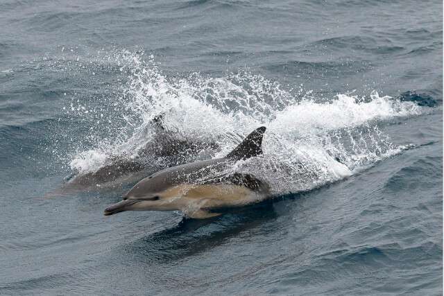 2 Common Dolphins breaking the water's surface