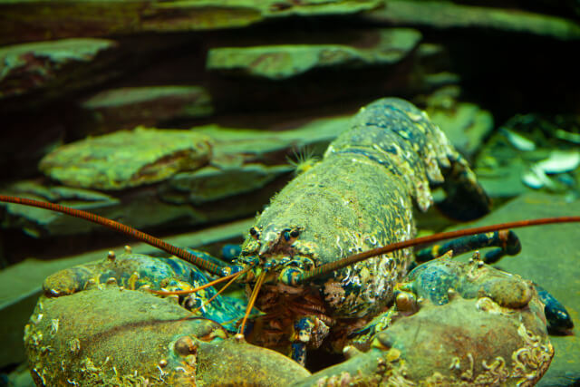 National Lobster Hatchery, Padstow (Cornwall)