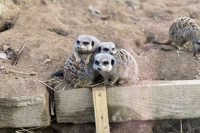 Three meerkats huddled together at Newquay Zoo